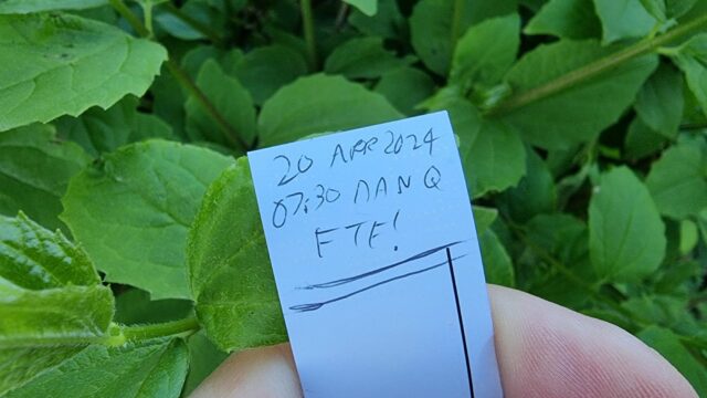 Small geocaching logbook, signed only with "20 Apr 2024 07:30 Dan Q FTF!", against a background of green leaves.